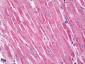 DAG1 / Dystroglycan Antibody (Internal)